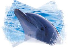 delfin3